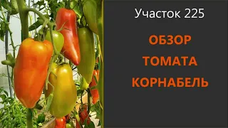 Томат Корнабель. Урожайный перцевидный гибрид!