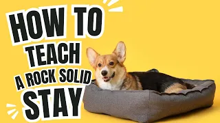 How to teach your dog/puppy a ROCK SOLID STAY!