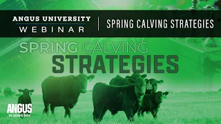 Spring Calving Strategies | WEBINAR - December 14th, 2021