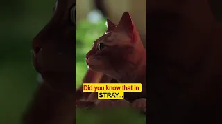 Did you know that in STRAY...