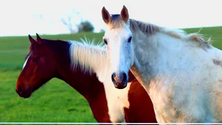 World of the Wild | Amazing nature - Run to survive