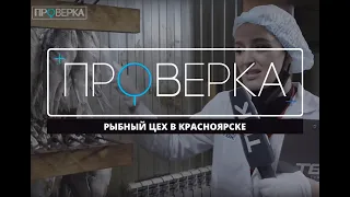 «Проверка» ТВК: рыбный цех в Красноярске