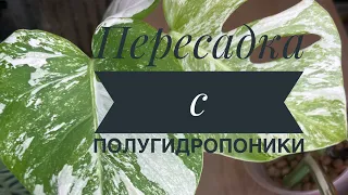 Полугидропоника . Монстера Альба. Тайское созвездие. Эпипремнум вар. Монстера манки. 5.12.23