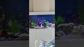 Very sexy Aquael Glossy Cichlid tank!