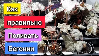 КАК ПРАВИЛЬНО ПОЛИВАТЬ БЕГОНИИ?!/КАПИЛЛЯРНЫЕ МАТЫ/комнатные цветы