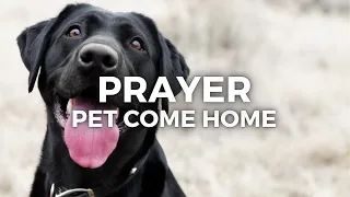 Prayer For Lost Pet To Return Home