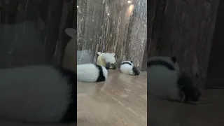 Ji Ran, one of the most active panda cubs in Class 2022 大熊猫绩然，22级最顽皮的小熊