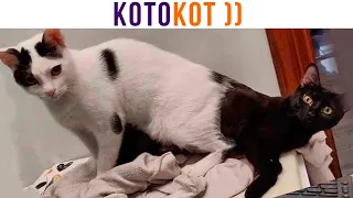 КОТОКОТ ))) Приколы с котами | Мемозг 1214