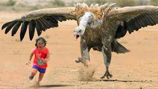 20 Most Amazing Bird Attacks Caught On Camera | Birds Vs Animals