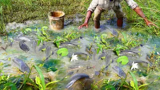 amazing fishing! A fisherman Catch fish a lot under Moss, Catch Catfish at rice field, Catch by hand