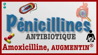 Les Pénicillines - TOUT Savoir : Antibiotiques AMOXICILINE, AUGMENTIN, Pharmacologie et Toxicité