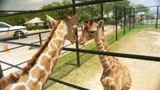 Twin Reticulated Giraffes Born At Natural Bridge Wildlife Ranch