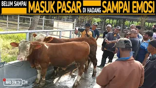 Geger Gedhen Pedet Super Belum Sampai Masuk Pasar Sudah Di Hadang Yang Bawa Emosi !!