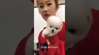 Tik Tok Chó Phốc Sóc Mini 😍 Funny and Cute Pomeranian । Cute Animals #shorts #99