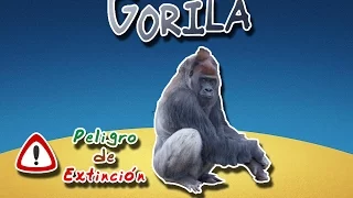 Gorilla (the world's largest primate) | Animal World | (Special endangered)