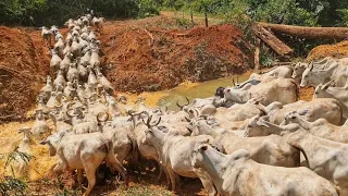 ATRAVESSANDO VACAS GORDAS PARA O AB@TE!😱 MAIS DE 120 cabeças.