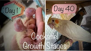 Cockatiel chicks growth stages, day 1 to day 40, baby chick to flying cockatiel