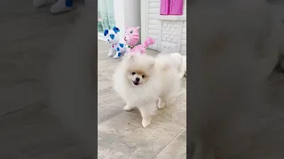 #shorts Funny pomeranian dog - So cute pet - super dance