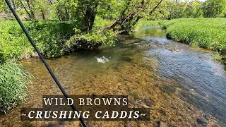 Fly Fishing the Wisconsin Driftless during spring caddis season!