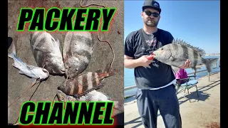 Big Sheepshead from Packery Channel Jetty