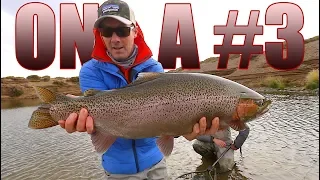 Giant rainbows on 3 weights at Jurassic Lake