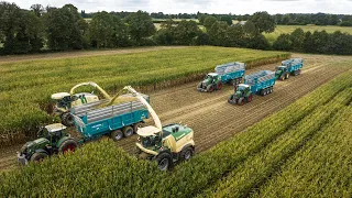 ENSILAGE DE MAÏS ! POURQUOI AVOIR 6 REMORQUES 3 ESSIEUX ? 😱