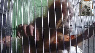 A tiny baby orangutan trapped in a small cage by villagers is rescued by police