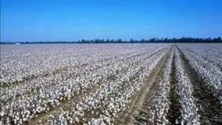 Credence Clearwater Revival - Cottonfields