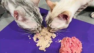 Smalls Cat Food taste test! Mini-review!