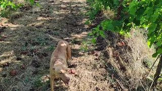 Ataques bestiales de mildiu, consecuencia y estrategias