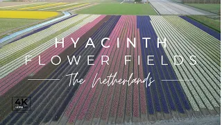 Hyacinth flower fields near Keukenhof, The Netherlands 🇳🇱 [4K] drone shots