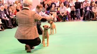 Best of Breed Crufts 2013 Borderterrier