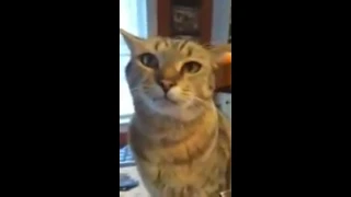 Cat Talks Back to Mom