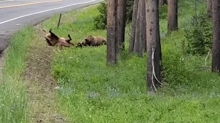 Caught On Tape: Viscious Grizzly Bear Attacking an Elk