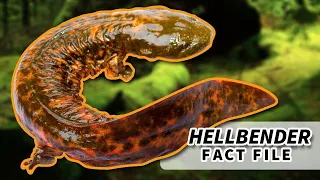 Hellbender Salamander Facts: BIGGEST salamander in the US | Animal Fact Files