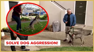 How to Solve Dog Aggression | Dog Nation