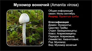 Мухомор вонючий (Amanita virosa)