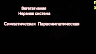 Регулирование кровяного давления при помощи барорецепторов