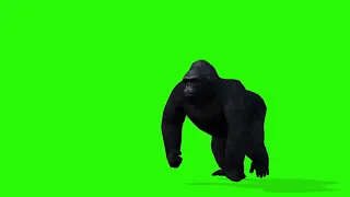 monkey King | green screen| king kong green screen video copyright free