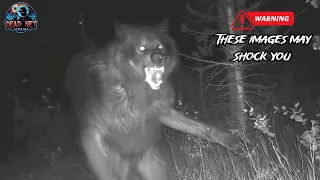 10 Real Dogman Sightings: The Investigation Continues...