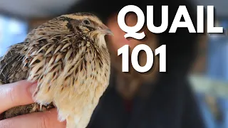 Tips on Getting Started with Quail