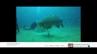 Grouper Bites Head Off Diver swimming to Donna Summer on teh radio