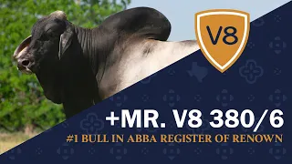 +Mr. V8 380/6 from V8 Ranch — #1 Brahman Bull in ABBA Register of Renown