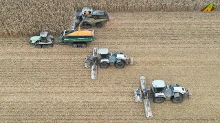 Körnermais dreschen  Ernte 2021 Großeinsatz Landwirtschaft Lexion, Challenger Raupe & Xerion Mulchen