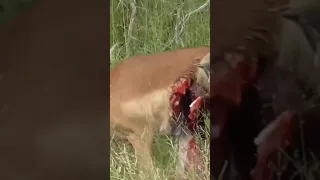 Half an Impala Tries Escaping hyena shorts  wildlife1080P HD