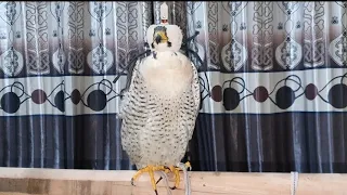 Peregrine Falcon || subscribe my youtube channel