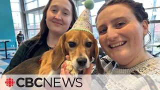 Dog days are over as these 'teaching beagles' retire