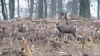 Sika deers after the rut - appr. 80 deers on one spot / Sikahirsche - ca. 80 Tiere auf einem Fleck