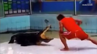 Crocodile grabs his Thai trainer's arm(new)