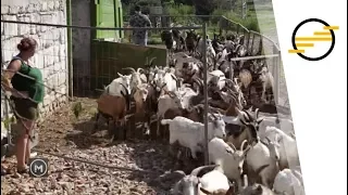 Mesterember - Az állattartás